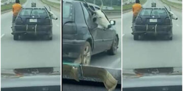 How Cow Sits Comfortably Inside Golf why A Man Hanging and driving