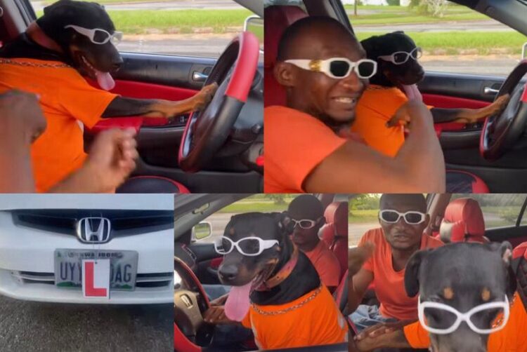 An image showing a dog driving a car in Uyo, Akwa Ibom.