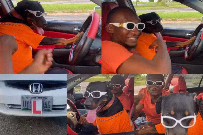 An image showing a dog driving a car in Uyo, Akwa Ibom.