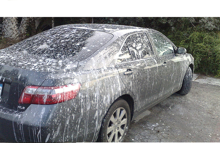 Here’s Why You Should Clean Bird Poop Off our Car Immediately