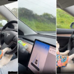 The Moment A Cat Was Seen Driving A Tesla On The Highway