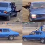 The Moment A Man Was Seen Drifting With A Peugeot 504